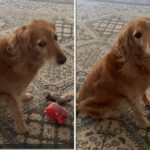O cachorro que age enojou cada proprietário do tempo esfaqueou a semana da semana