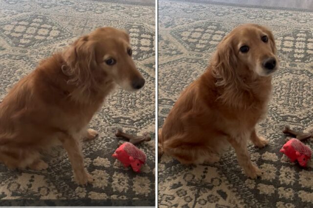 O cachorro que age enojou cada proprietário do tempo esfaqueou a semana da semana

