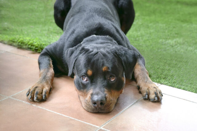 O cachorro se recusa a largar a casa dos avós-e o motivo é de coração

