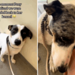 O cachorro voltou ao abrigo tem medo de canil-então todas as mudanças
