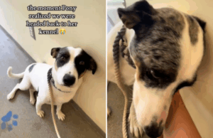 O cachorro voltou ao abrigo tem medo de canil-então todas as mudanças O cachorro voltou ao abrigo tem medo de canil-então todas as mudanças