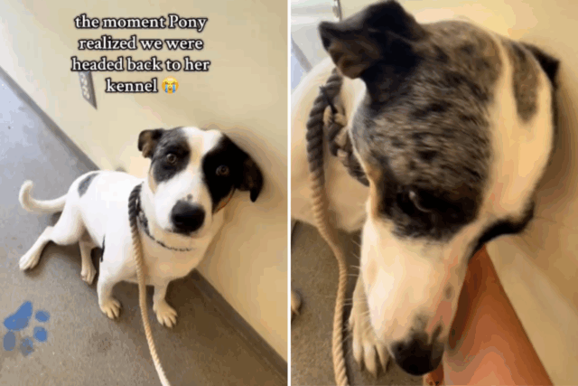 O cachorro voltou ao abrigo tem medo de canil-então todas as mudanças

