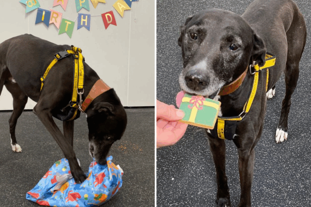 O desgosto quando ela se trata do evento de adoção de cães, mas ninguém liga

