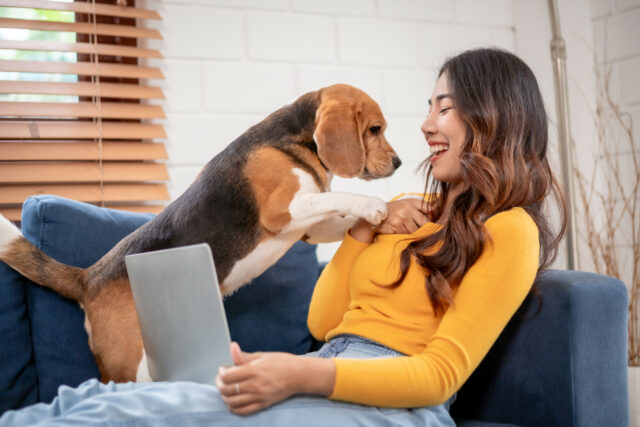 O dono do cão tenta trabalhar em casa, mas há um problema: 'Horas de abraço'


