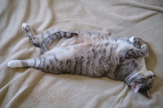 O dono do gato castrado que vê sua barriga, então salina salina vem

