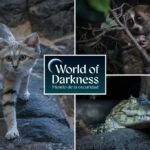 O fascinante mundo do zoológico do Bronx abre novamente após um intervalo de 16 anos