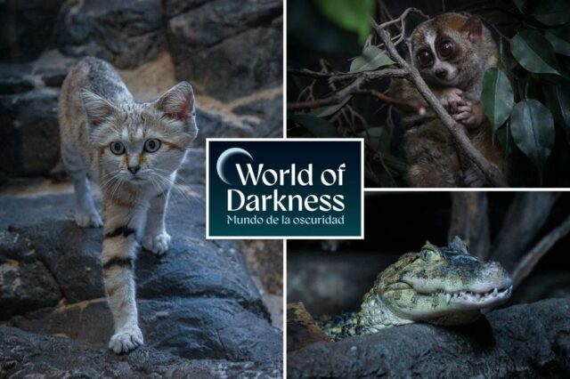 O fascinante mundo do zoológico do Bronx abre novamente após um intervalo de 16 anos

