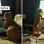 O homem ainda visita o cachorro 4 anos após a reação do colap-Labrapor, diz tudo