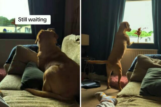 O homem ainda visita o cachorro 4 anos após a reação do colap-Labrapor, diz tudo

