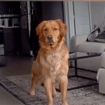 O homem chama para o Golden Retriever via came de anel preparado para o que está recebendo a seguir
