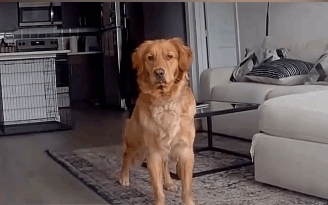 O homem chama para o Golden Retriever via came de anel preparado para o que está recebendo a seguir

