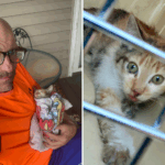 O homem encontra o cozimento do gatinho no lote walmart - então vai funcionar