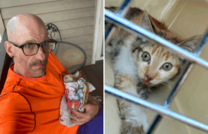 O homem encontra o cozimento do gatinho no lote walmart – então vai funcionar O homem encontra o cozimento do gatinho no lote walmart - então vai funcionar