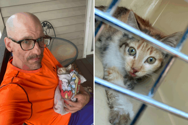 O homem encontra o cozimento do gatinho no lote walmart - então vai funcionar

