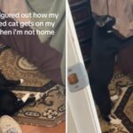 O homem não tinha certeza de que o cachorro desativado estava na cama, então ele filmes segredo