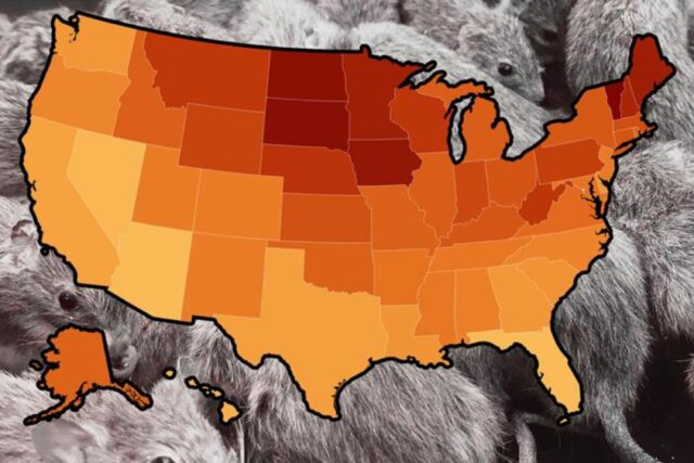 Um mapa mostra o número estimado de roedores para 1.000 casas para cada status dos EUA em 2019; Clique em estados individuais para obter informações mais detalhadas.