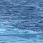 Um homem não identificado (foto deixado sob água) pulou de um cruzeiro real do Caribe a 19:00 na quinta -feira, o que fez com que um alarme do Oscar soasse em todo o navio marítimo