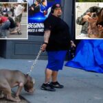 O proprietário do Pit Bulls, que supostamente distorceu Penny Chihuahua, quase corta os pedestres em busca rápida: documentos do tribunal