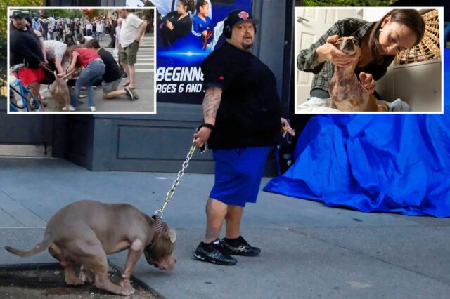 O proprietário do Pit Bulls, que supostamente distorceu Penny Chihuahua, quase corta os pedestres em busca rápida: documentos do tribunal

