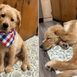 O proprietário salvou um 'Golden Retriever recebendo o resultado do DNA