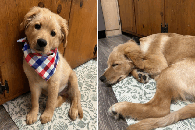 O proprietário salvou um 'Golden Retriever recebendo o resultado do DNA

