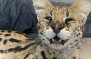 O proprietário serval diz que são necessários regulamentos e permissão para gatos exóticos, não uma proibição completa Um gato grande está no interior de uma roda grande.