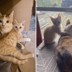 O proprietário teme que o gato não consente em aceitar o resgate de gatinhos-fotos dirá tudo