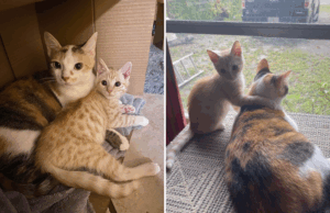 O proprietário teme que o gato não consente em aceitar o resgate de gatinhos-fotos dirá tudo O proprietário teme que o gato não consente em aceitar o resgate de gatinhos-fotos dirá tudo