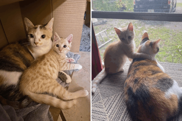 O proprietário teme que o gato não consente em aceitar o resgate de gatinhos-fotos dirá tudo

