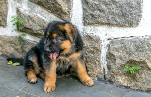 O proprietário tenta ensinar o filhote de pastor alemão A palavra ‘não’ não está indo para o chão O proprietário tenta ensinar o filhote de pastor alemão A palavra 'não' não está indo para o chão