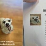 O proprietário vê os registros médicos de cães - não pode enfrentar a foto do veterinário