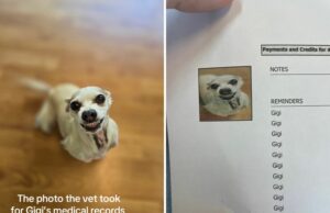 O proprietário vê os registros médicos de cães – não pode enfrentar a foto do veterinário O proprietário vê os registros médicos de cães - não pode enfrentar a foto do veterinário