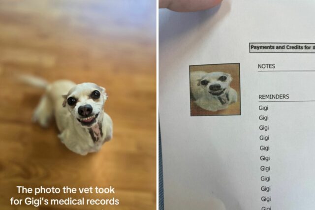 O proprietário vê os registros médicos de cães - não pode enfrentar a foto do veterinário

