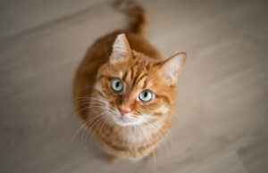 O trabalhador da fábrica de rua não está preparado para o que é jogado para o gatinho da estrada-o que acontece no próximo núcleo O trabalhador da fábrica de rua não está preparado para o que é jogado para o gatinho da estrada-o que acontece no próximo núcleo