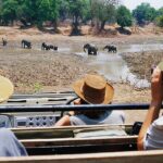 Comissões da Polícia da Província do Leste, Robertson Mweemba, disse que as vítimas, 68 anos e 67 anos, foram atacadas por uma elefante que estava com um bezerro no Parque Nacional do Sul de Luangwa (foto