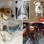O vídeo macabro é dado a Pit Bulling de Nova York Percy Jack Russell: "Tanta dor"