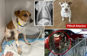 O vídeo macabro é dado a Pit Bulling de Nova York Percy Jack Russell: “Tanta dor” O vídeo macabro é dado a Pit Bulling de Nova York Percy Jack Russell: "Tanta dor"