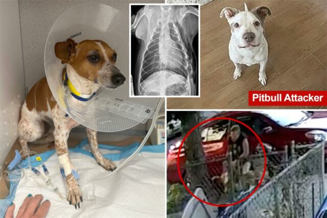 O vídeo macabro é dado a Pit Bulling de Nova York Percy Jack Russell: "Tanta dor"


