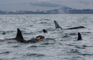 Orcas Off BC Coast enfrenta ‘alta probabilidade de extinção’ se as circunstâncias não mudarem: relatório Uma baleia assassina salta da água.