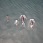 Uma orca é vista à esquerda da imagem, retirada da água. À direita está um mergulhador. Enquanto isso, uma pequena peça de presa está flutuando na água