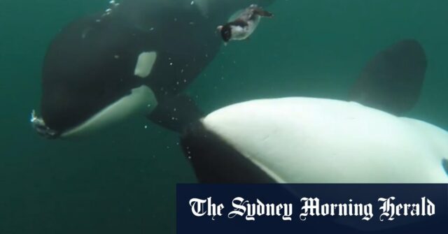 Orcas viu oferecer 'presente' para homens

