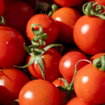 Os Estados Unidos chegarão no meio dos tomates do meio