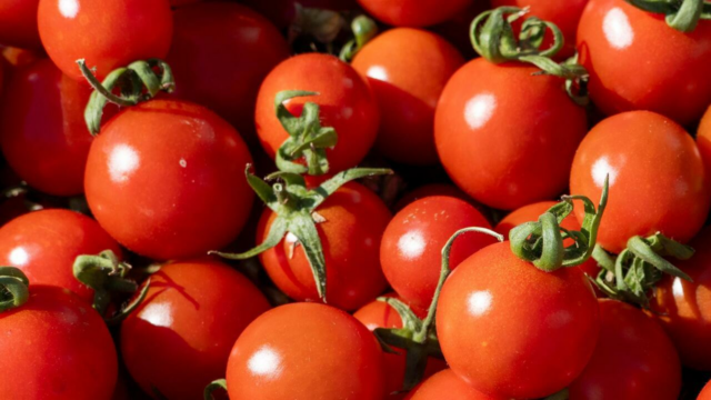 Os Estados Unidos chegarão no meio dos tomates do meio

