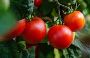 Os agricultores agora podem “relaxar” a colheita de tomate Os agricultores agora podem "relaxar" a colheita de tomate