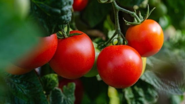Os agricultores agora podem "relaxar" a colheita de tomate

