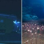 Os cientistas descobrem que a vida aquática nunca viu antes das profundezas mais sombrias do oceano