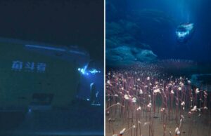 Os cientistas descobrem que a vida aquática nunca viu antes das profundezas mais sombrias do oceano Os cientistas descobrem que a vida aquática nunca viu antes das profundezas mais sombrias do oceano