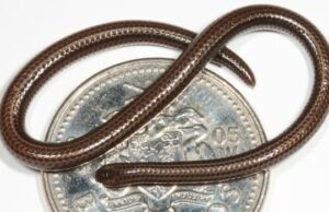 Os cientistas encontram a menor cobra do mundo, já temidos extintos, ficando debaixo de uma rocha Fechar -p -up em uma cobra marrom e dourada extremamente pequena