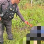Os funcionários da taxa de governança de Yahukimo foram encontrados mortos, supostamente mortos por membros da KKB Elkus Kobak