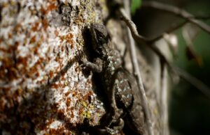 Os lagartos não são bem -vindos na fazenda Cupertino, mas isso é um erro? Os lagartos não são bem -vindos na fazenda Cupertino, mas isso é um erro?